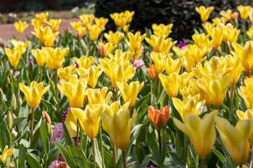 Obraz premium Colorful bright meadow with mothers day flowers in shiny sunlight and backlight with elegant and intense petals shows the bright side of spring season and the joy of gardeners and blooming flowers