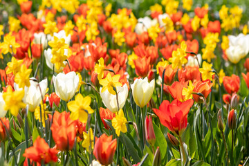Obraz premium Colorful bright meadow with mothers day flowers in shiny sunlight and backlight with elegant and intense petals shows the bright side of spring season and the joy of gardeners and blooming flowers