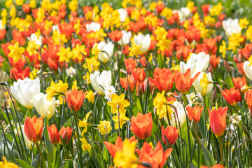 Obraz premium Colorful bright meadow with mothers day flowers in shiny sunlight and backlight with elegant and intense petals shows the bright side of spring season and the joy of gardeners and blooming flowers