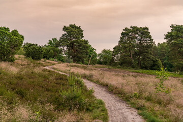 Evening in the Lueneburg Heath landscape near Niederhaverbeck, Lower Saxony, Germany