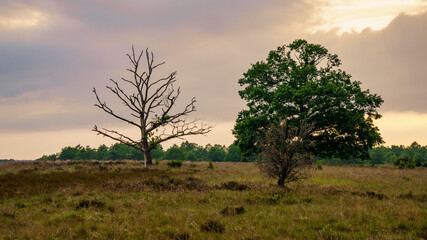 Obraz premium Evening in the Lueneburg Heath landscape near Niederhaverbeck, Lower Saxony, Germany