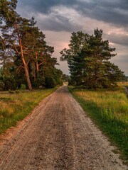Evening in the Lueneburg Heath with a footpath near Niederhaverbeck, Lower Saxony, Germany
