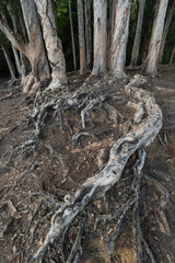 Closeup view of root of banyan tree in forest