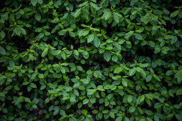 Fototapeta na wymiar leaf plant