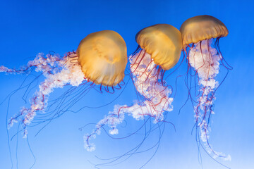 Orange jellyfish (Chrysaora fuscescens or Pacific sea nettle) in blue ocean water
