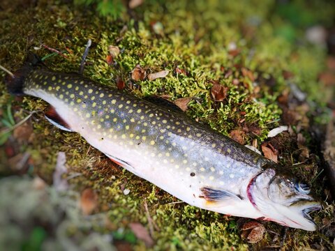 「Halieutique」の画像 143 件の Stock 写真、ベクターおよびビデオ Adobe Stock