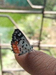 The Beutifull Butterfly in Fingar