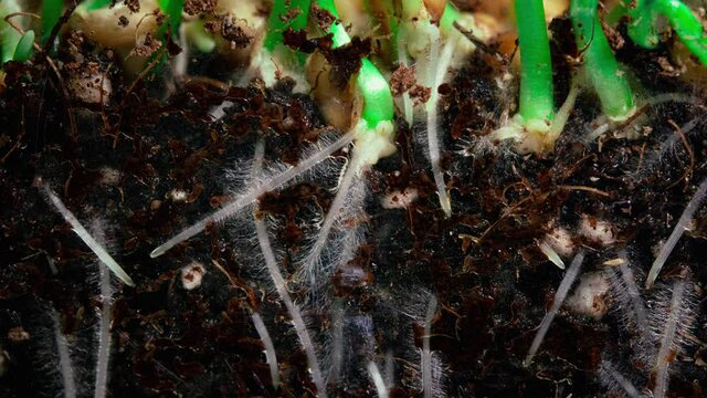 Germinating roots grow into the ground from wheat seeds. Timelapse