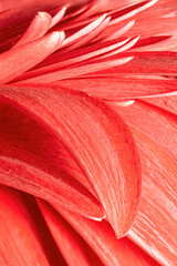 Floral summer macro background. Red petals of a beautiful gerbera.