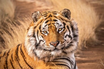 A beautiful close-up portrait of a wild adult male Bengal tiger (Panthera tigris tigris) looking at the camera.