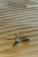 tang on sand
