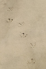 footprints of gull