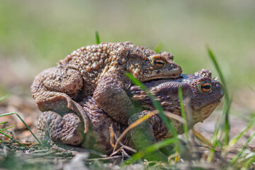Europaean common frogs (Rana temporaria), mating or making love in early spring among the grass, close-up, macro