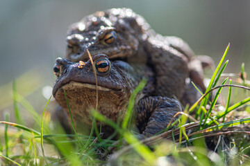 Europaean common frogs (Rana temporaria), mating or making love in early spring among the grass,...