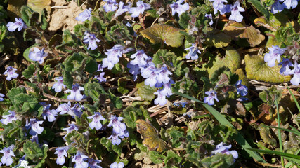 Gléchome lierre terrestre ou Glechoma hederacea aux paires de fleurs violacées à corolles...