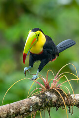 Keel-billed Toucan - Ramphastos sulfuratus, large colorful toucan from Costa Rica forest with very colored beak.