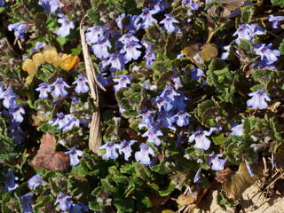 Tapis dense de Glechoma hederacea ou Gléchome lierre terrestre à fleurs rose à bleu-violet,...