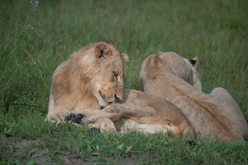 Fototapeta na wymiar Beautiful Lion Caesar in the golden grass of Masai Mara, Kenya Panthera Leo.