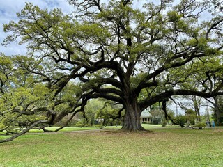 Lovely Old Live Oak Tree