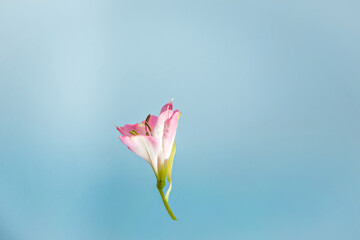 Creative arrangement with pink alstroemeria flower against light blue background.
