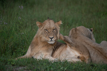 Fototapeta na wymiar Beautiful Lion Caesar in the golden grass of Masai Mara, Kenya Panthera Leo.