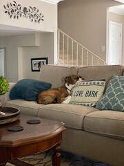 Dog Sleeping on Couch