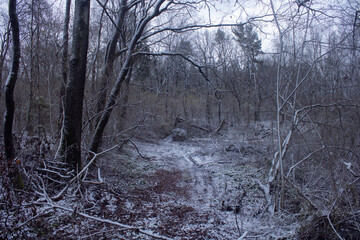 forest in winter