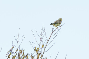 Close-up of Kestrel bird of prey. The bird sits on a thin twig against a beautiful blue sky with white clouds one, in side view