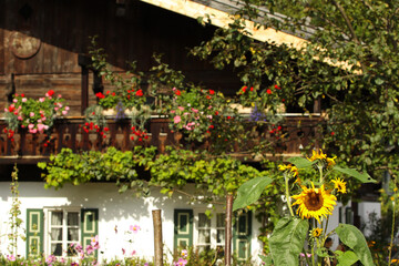 bavarian house with sunflower