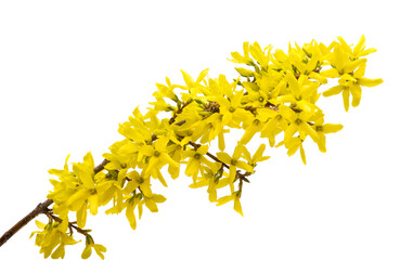 flower forsythia isolated