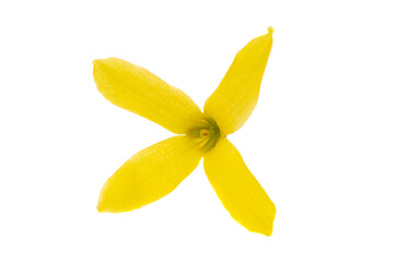 flower forsythia isolated