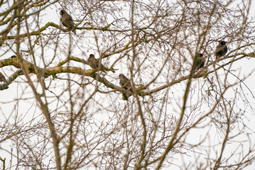 Starlings, Sturnus vulgaris on a branch in tree. Blue sky with white clouds. Seen from behind