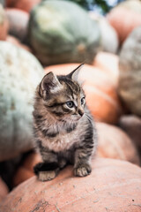 Cute gray kitten sitting on a pile of pumpkins