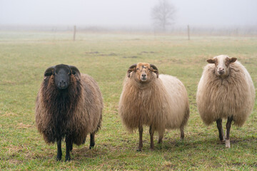 Fototapeta premium Three sheep in the mist. They look at camera, detail shot. Sheep feed on spring grass. Search for food. Agriculture and extensive traditional breeding
