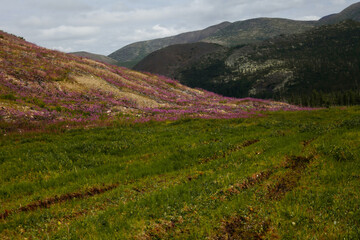 landscape with hills covered with grass and bright pink flowers