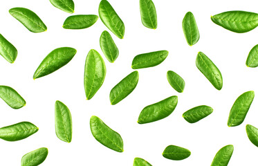 Rain Tree leaves isolated on white background.