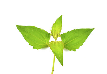 Siam weed leaf