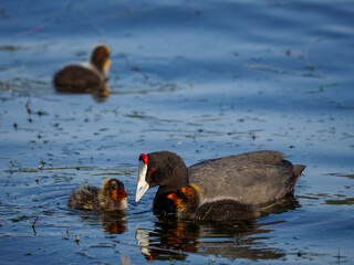 Red-knobbed coot or crested coot, (Fulica cristata) feeding chicks. Garden Route. Western Cape. South Africa