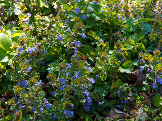 Gléchome lierre terrestre ou Glechoma hederacea à tiges rougeâtres rampantes portant de petites...