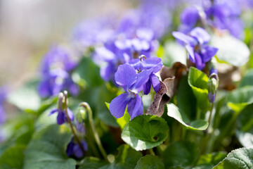 blooming violets growing in the meadow in spring
