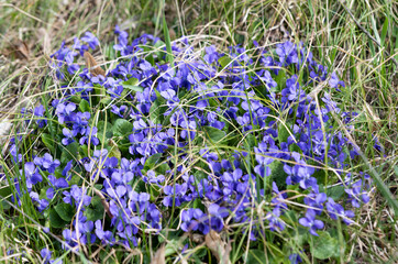 blooming violets growing in the meadow in spring