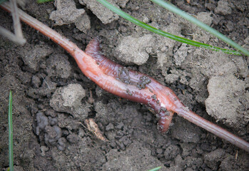 Mating of earthworms Lumbricus terrestris