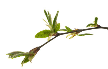 spring alder branch © ksena32