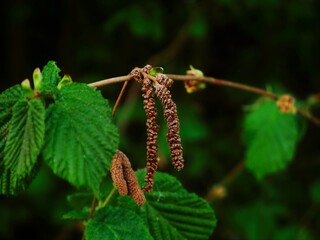 Nahaufnahme eines Strauchs im Garten.