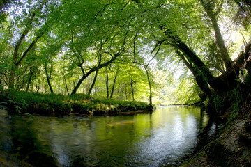 A secluded, wooded stretch of the River Fowey, near Liskeard, Cornwall, UK.
