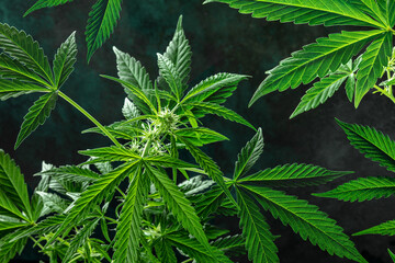Many cannabis leaves and flowers on a dark background