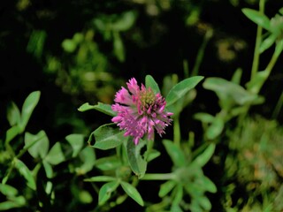 Eine pinke Blume blüht in Garten.