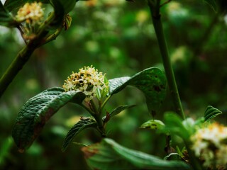 Nahaufnahme von den Blüten von einem Busch.