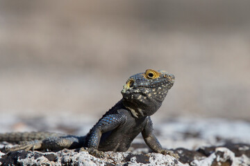 Roughtail Rock Agama (Stellagama  stellio), Side, Turkey.