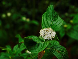 Die Blüten von einem Busch vor einer dunklen Szenerie.